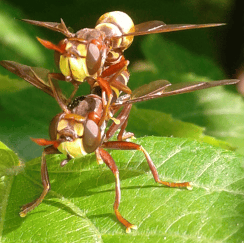 Conopidae : coppia di Conops vesicularis?